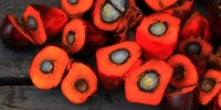 Image of oil palm fruit by Tafilah Yusof from https://pixabay.com/photos/palm-oil-oil-palm-agriculture-1022012/
